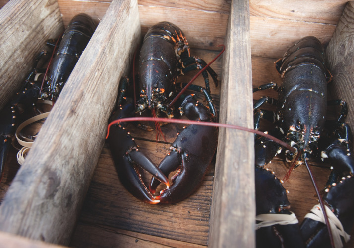 ロブスター漁イメージ02