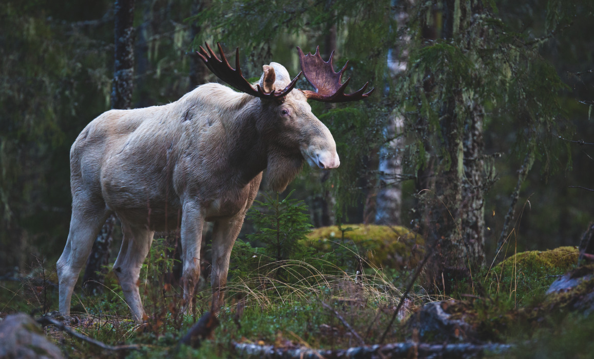 野生動物ウォッチングイメージ