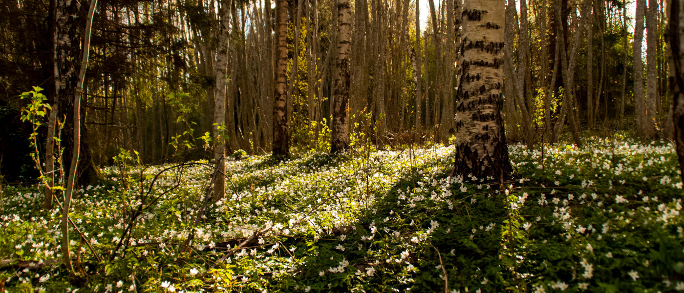 春メインイメージ