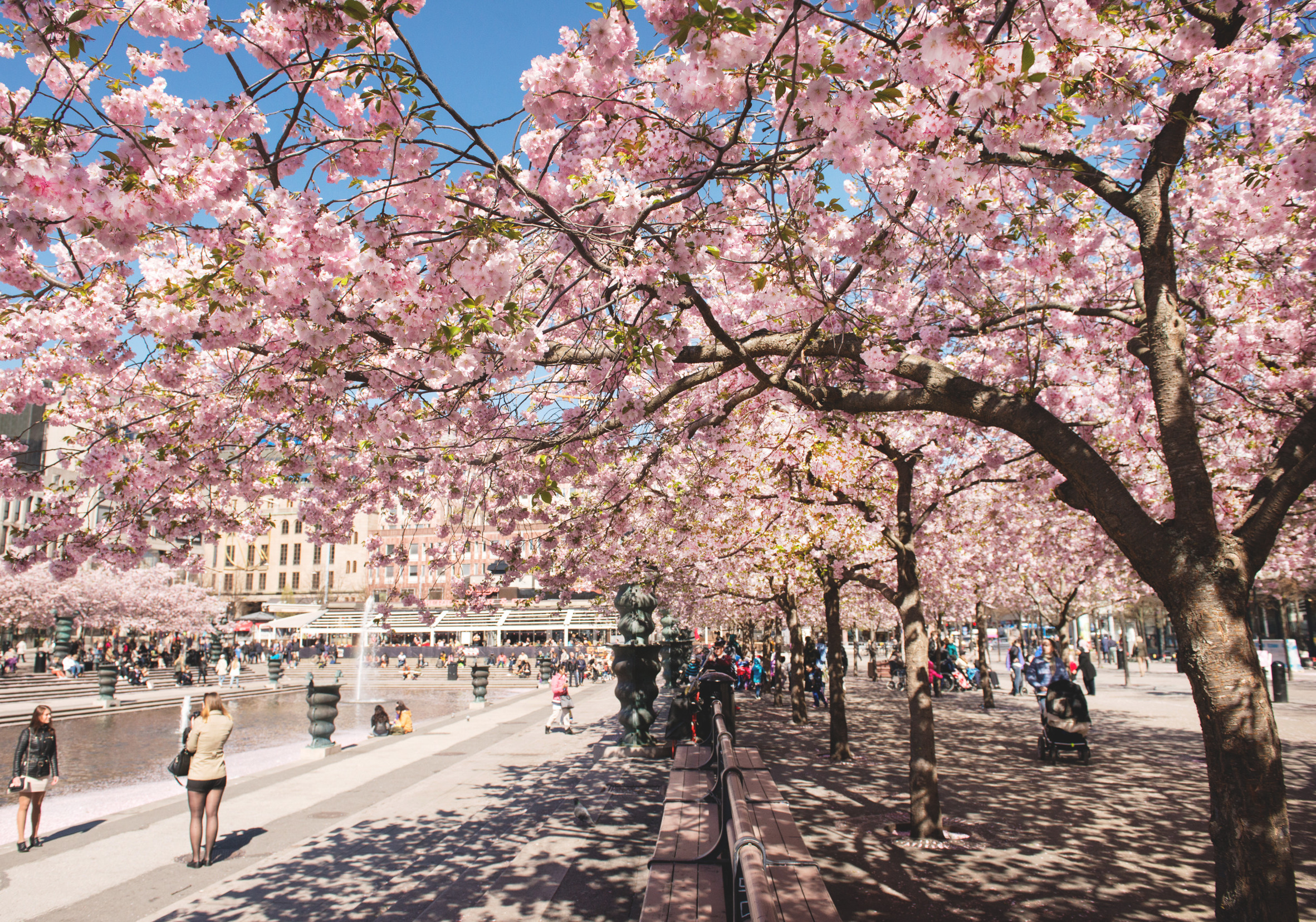 ストックホルムの桜イメージ02