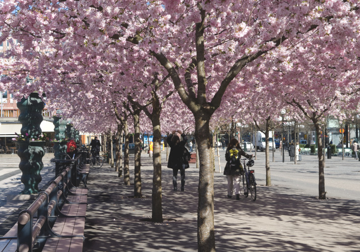 ストックホルムの桜イメージ03